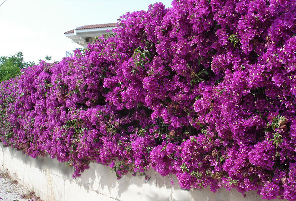 Bougainvillea-glabra.jpg